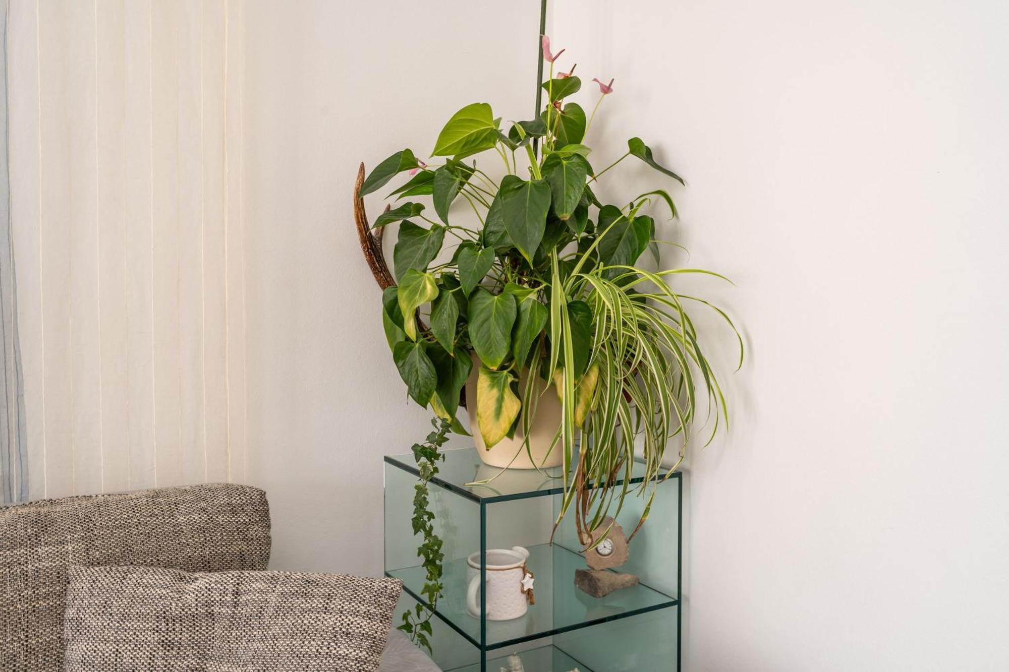 Apartments And Room Lora Dubrovnik Phòng bức ảnh